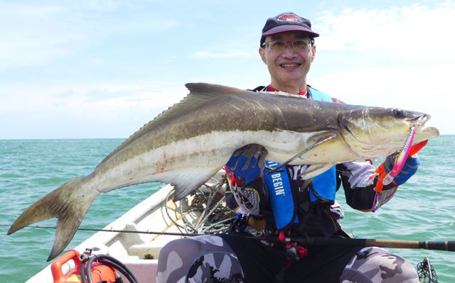 video of
                    big cobia