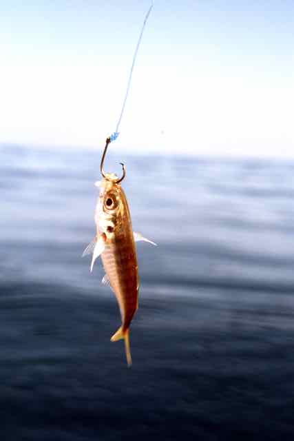 livebait for sailfish