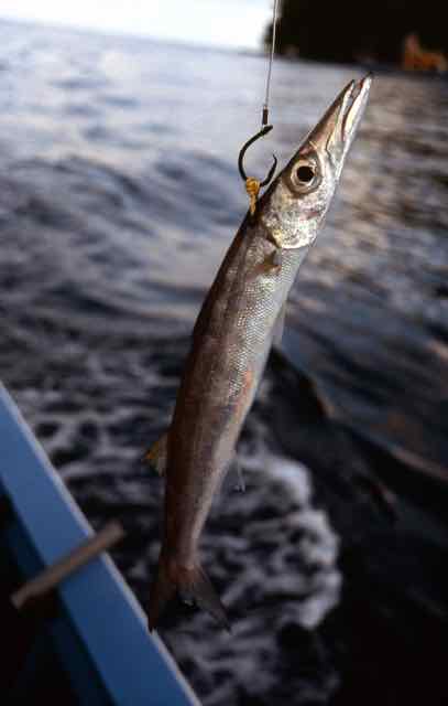 Circle hook baited barracuda, livebait for billfish