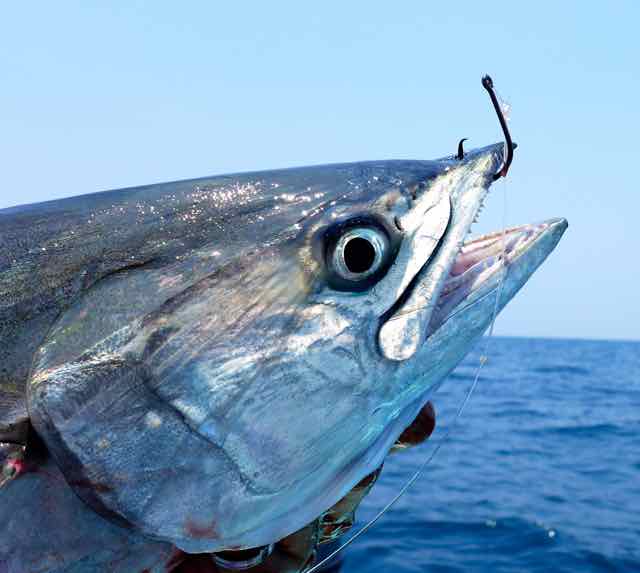 Mustad circle hook catches tenggiri mackerel on the nose