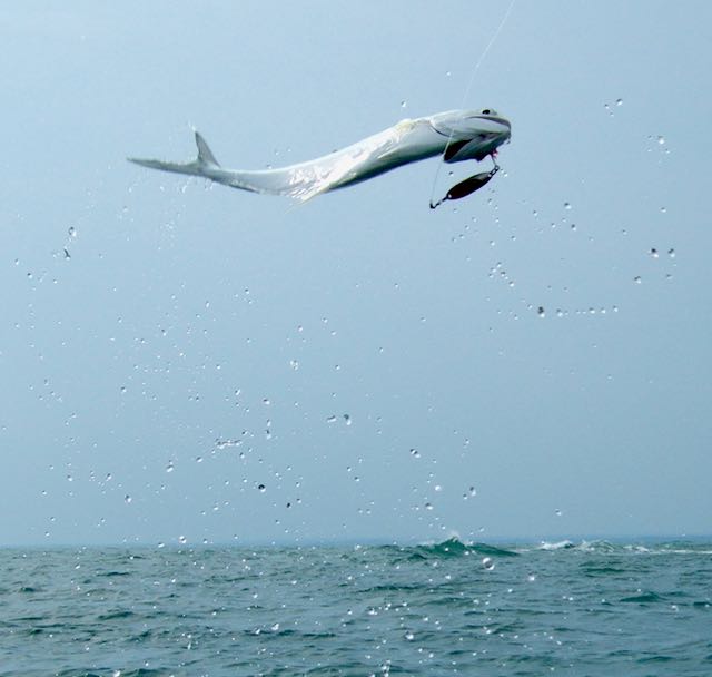 Flying Queenfish