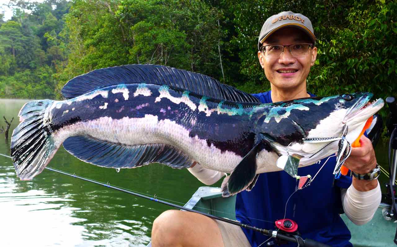 Giant snakehead, toman on Bassman spinnerbait