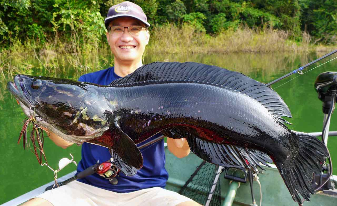 Toman, giant snakehead caught with a Bassman buzzbait!