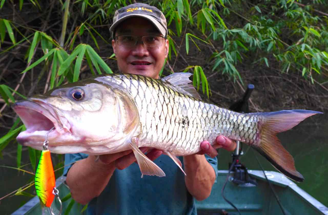 Hampala barb on Tilsan Bass