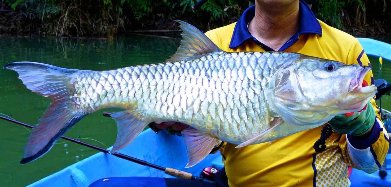 Hampala barb on Abu Island Spoon