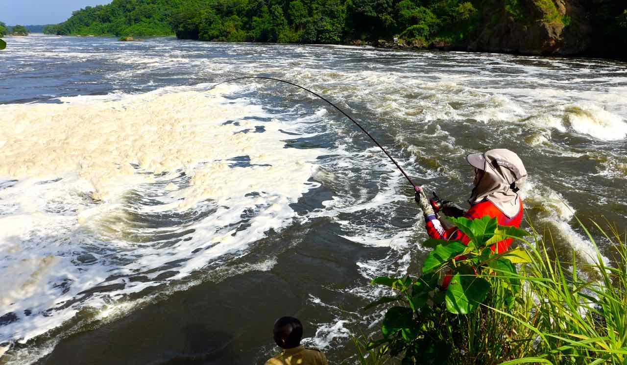 Fighting a Nile Perch at Murchison Falls, Uganda