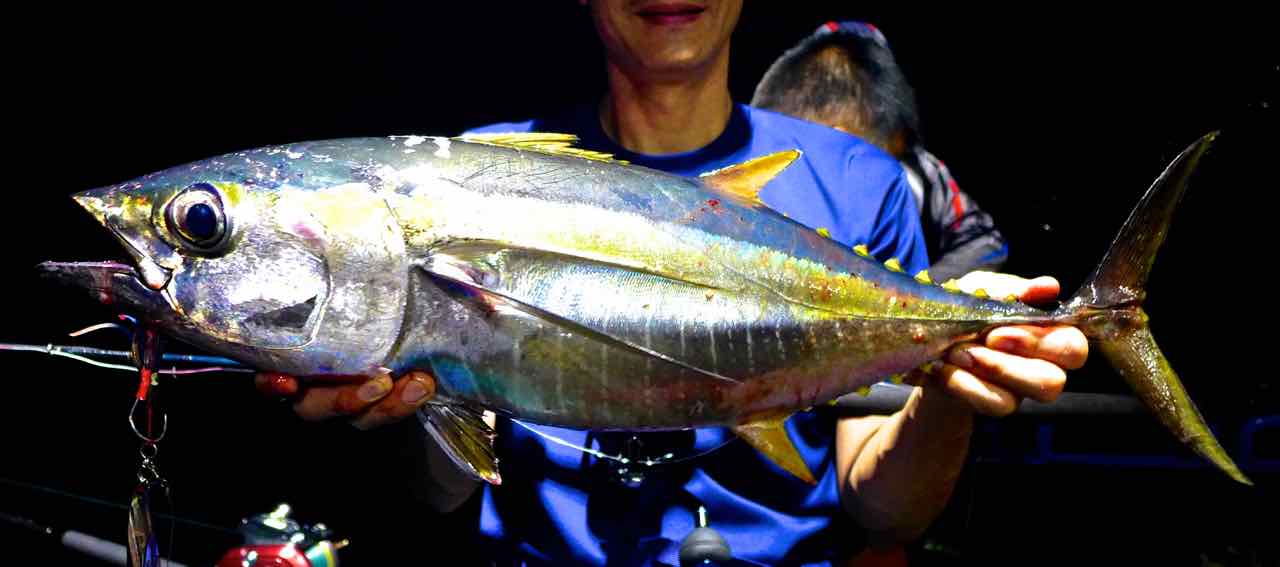 Small Yellowfin Tuna