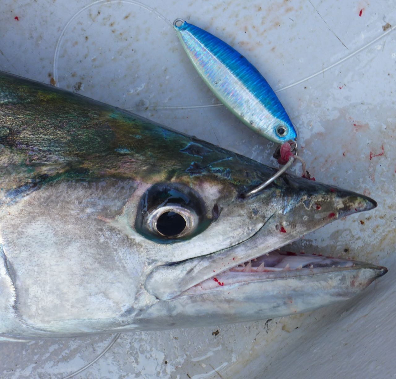  Narrow-barred Spanish Mackerel caught on jig