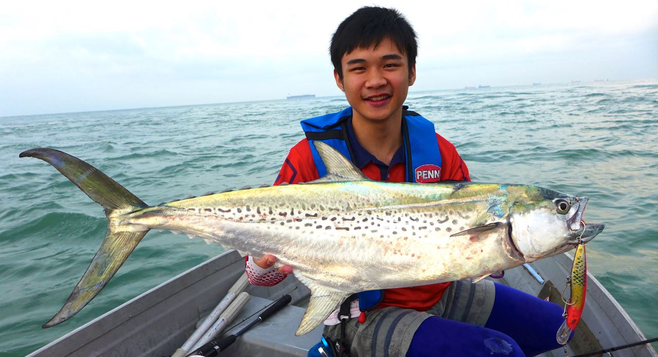 Indo-pacific king mackerel