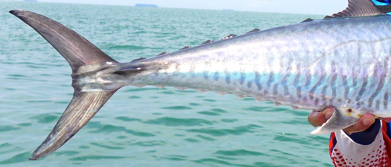 Indo-pacific king mackerel body markings