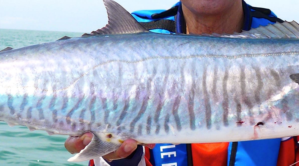 Indo-pacific king mackerel body markings