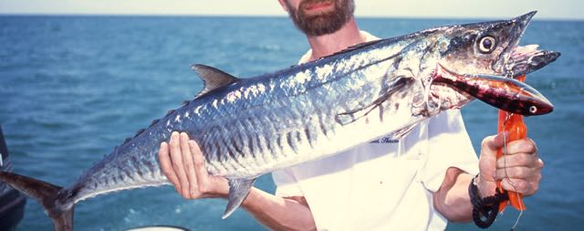 Narrow-barred Spanish Mackerel caught using a trolled Giant Trembler Chrome Pink