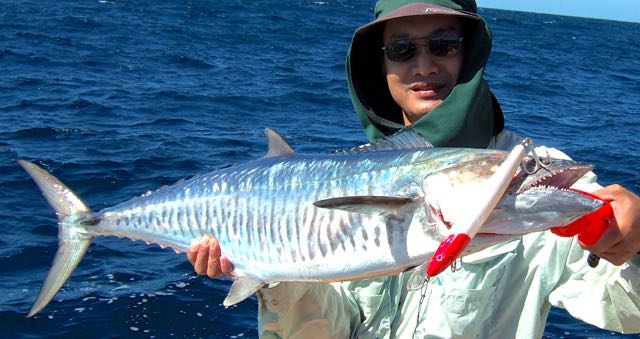 Narrow-barred Spanish Mackerel caught using a trolled LP190