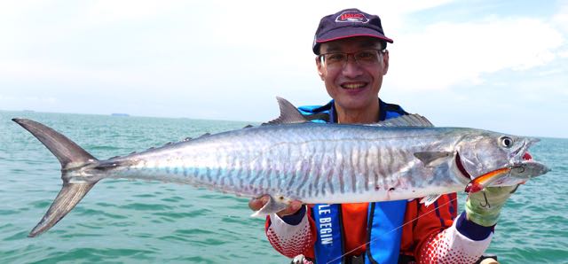 Narrow-barred Spanish Mackerel caught using a trolled Halco Hamma