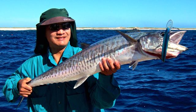 Narrow-barred Spanish Mackerel