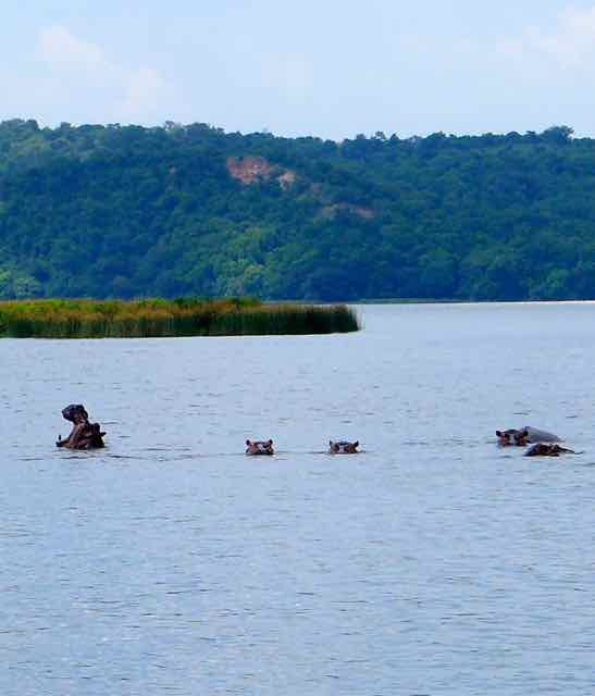 Hippo group or bloat Murchison Falls, fishing for Nile perch