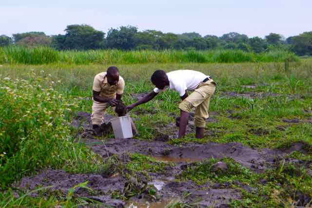 Worm bait for tilapia at Murchison Falls, Uganda, Africa