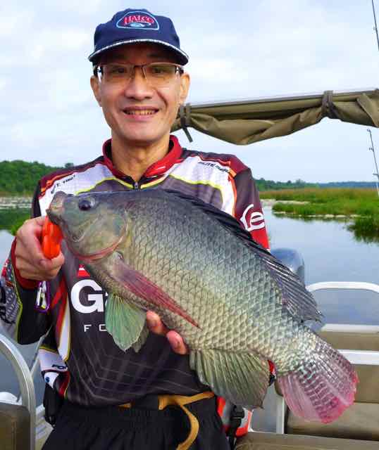 Catching tilapia for Livebait for Nile Perch