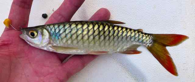 Awaka (True large scale tetra) Brycinus macrolepidotus