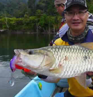 Murum Dam, Sarawak, Malaysia, catching and releasing sebarau (Hampala ...